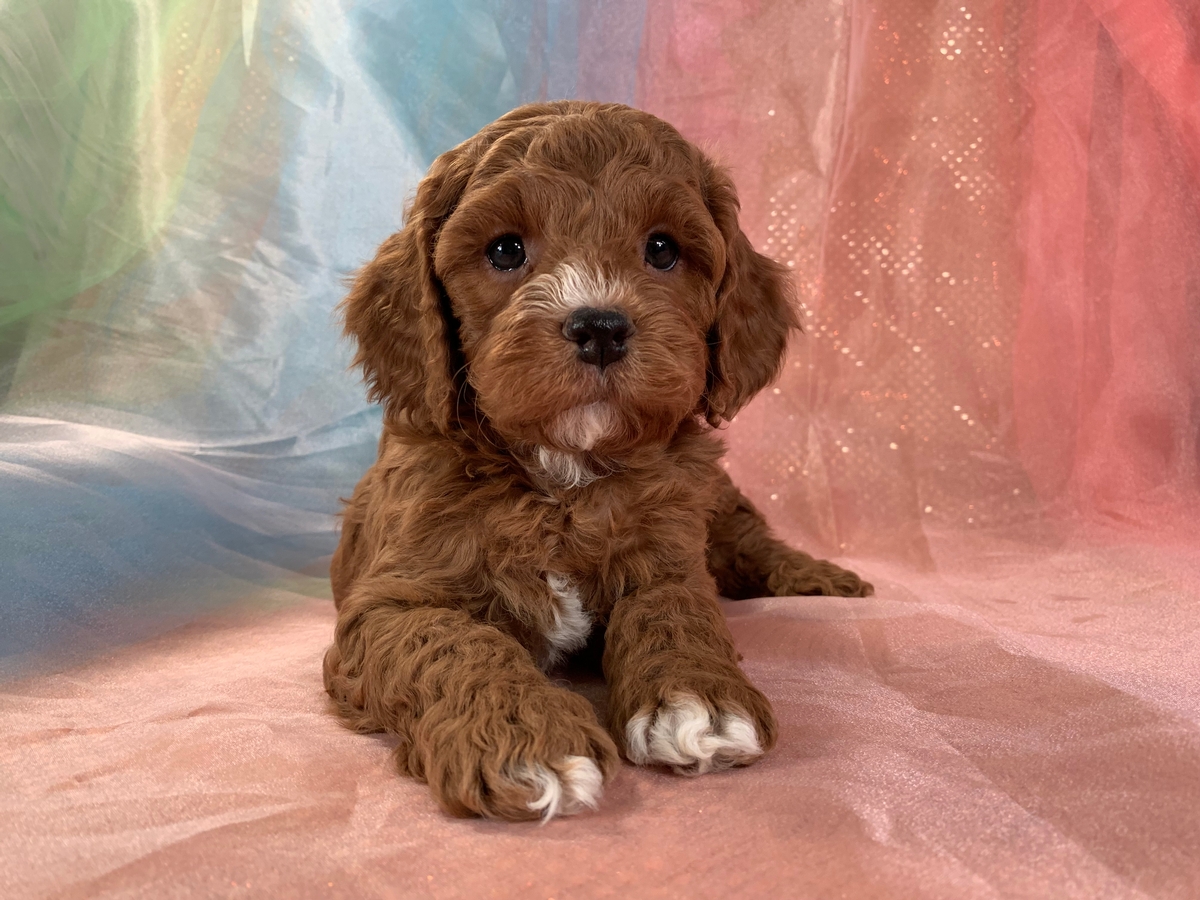 Dark Red F1 Cockapoo Puppy for Sale DOB 12-20-2021 $1200